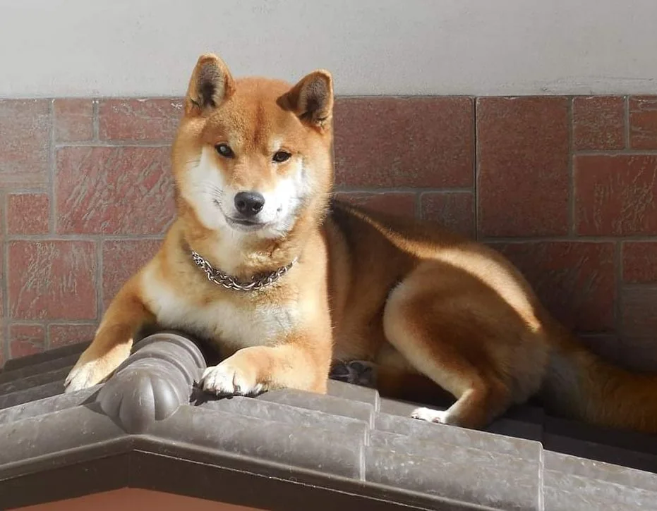 Daisuke, Shiba Inu rosso, sul divano