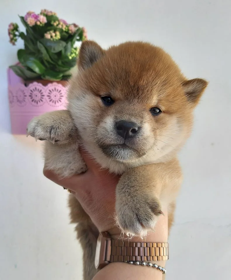 Kenai Nankurunaisa, cucciolo di Shiba Inu rosso