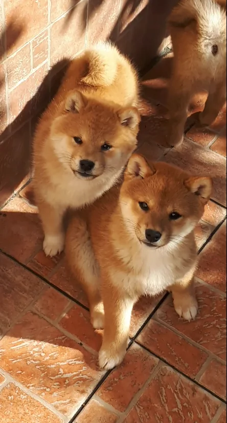 Midori e Rashyan, Shiba Inu di Nankurunaisa