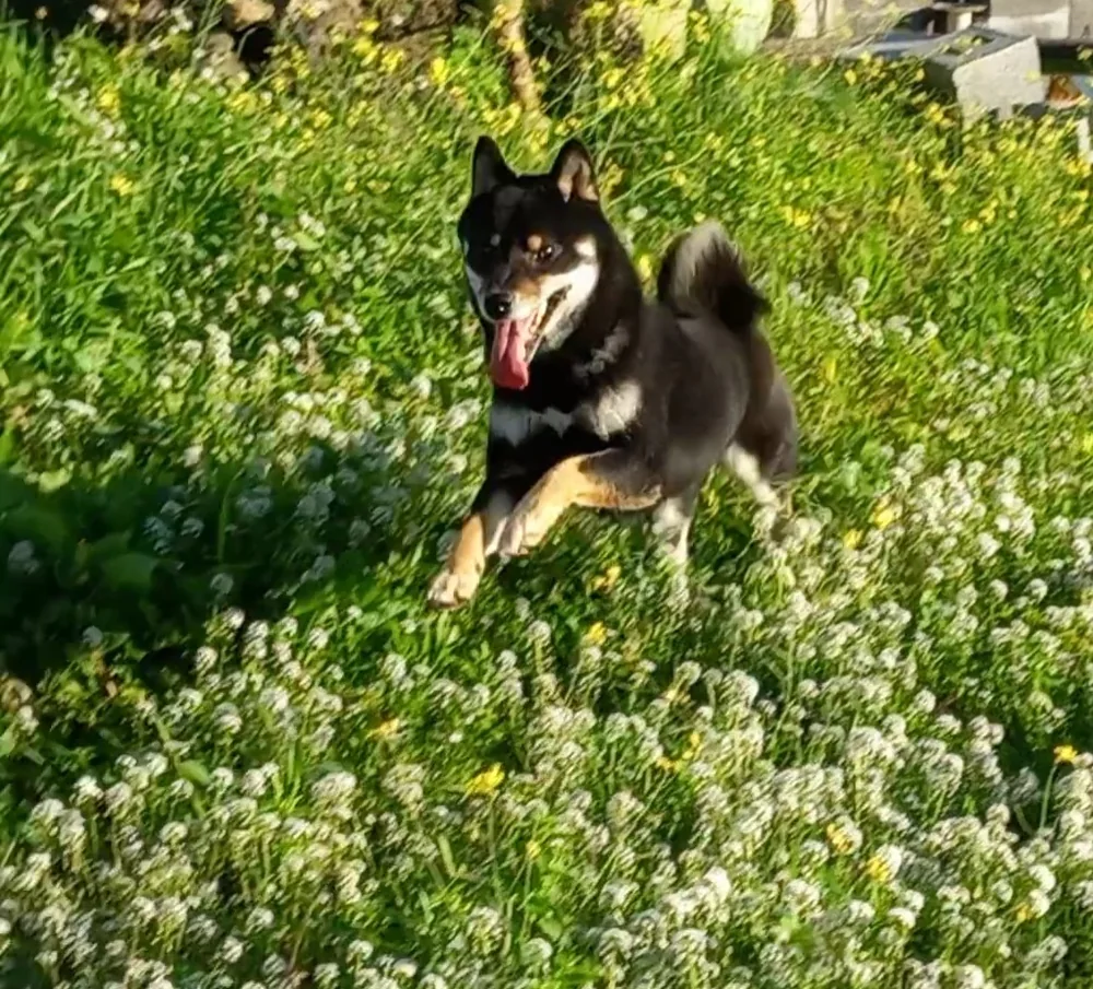 Sensei, Shiba Inu black and tan, tra l'erba e i fiori